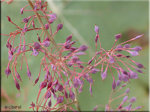 Macleaya microcarpa, graines