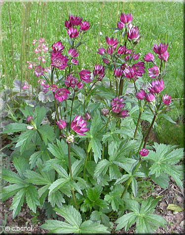 Astrantia major 'Claret'