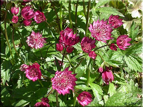 Astrantia major 'Claret'
