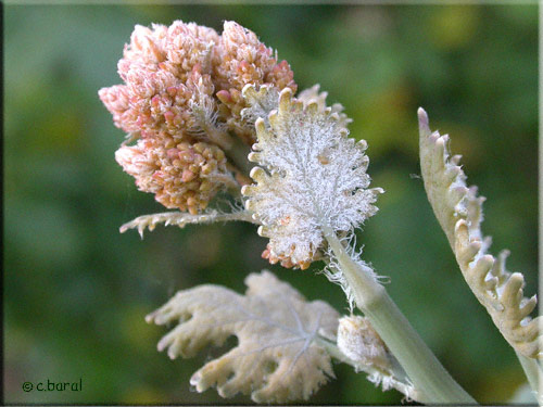 Bouton floral de Macleaya microcarpa 'Coral  Plume'