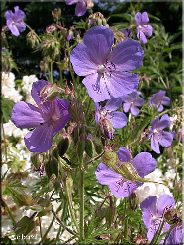 Géranium des prés, Geranium pratense