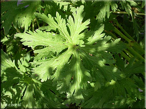Feuille du Geranium 'Mme Kendall Clark' Feuille du Geranium 'Mme Kendall Clark'
