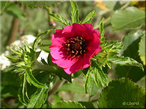 Potentille 'Ron McBeath'