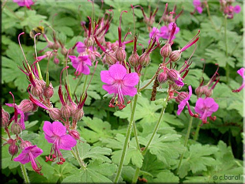 Geranium macrorrhizum 'Bevan's Variety'