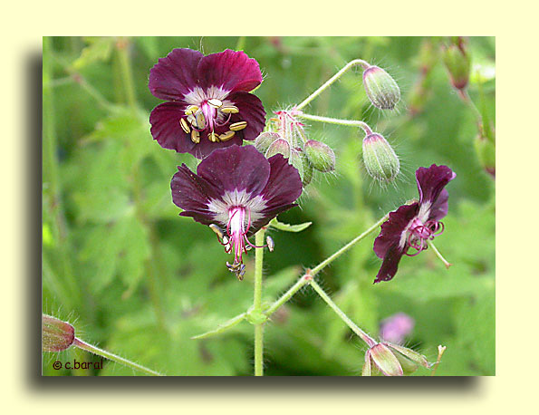 Géranium phaeum
