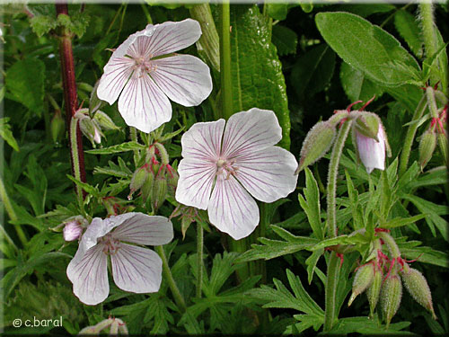 Geranium 'Kashmir white'