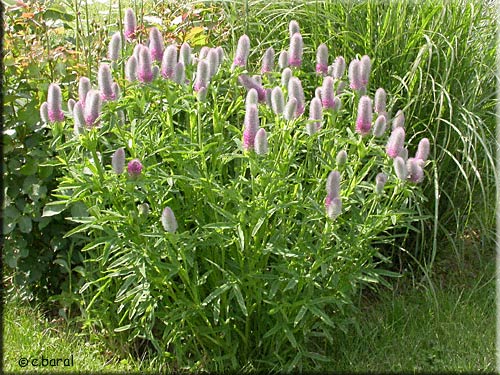 Trèfle rouge, Trifolium rubens