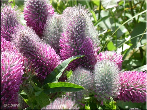 Fleurs du Trifolium rubens