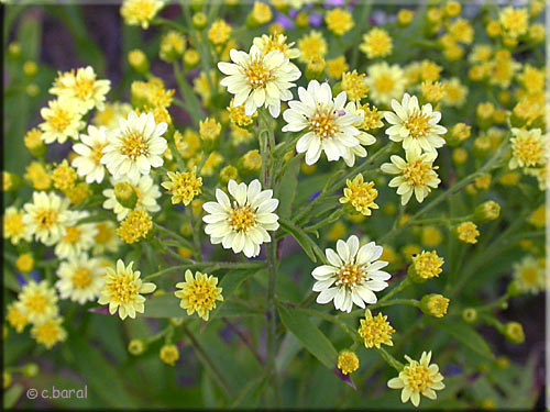 Fleurs du Solidaster luteus