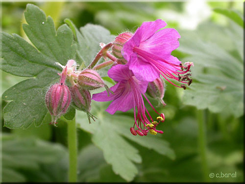 Fleurs du Géranium macrorrhizum 'Bevan's Variety'