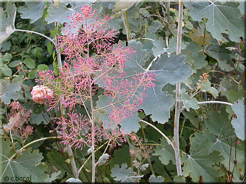 Macleaya microcarpa, fleurs