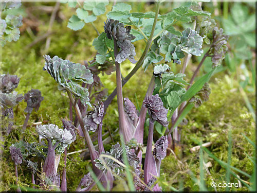 Jeunes pousses de Thalictrum flavum