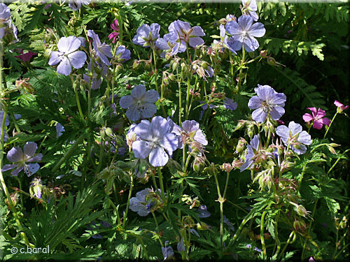 Geranium 'Mme Kendall Clark' Geranium 'Mme Kendall Clark'
