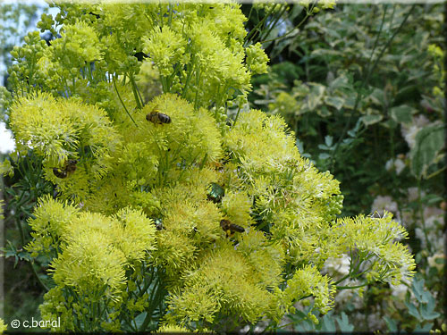 Thalictrum flavum glaucum