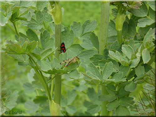 Feuillage du Pigamon jaune