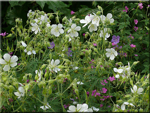 Géranium pratense 'Galactic'