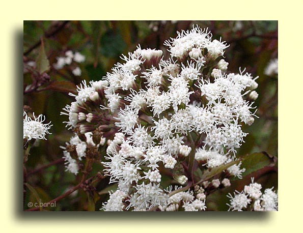 Fleurs d'Eupatorium rugosum 'Chocolate', Eupatoire 'Chocolate'