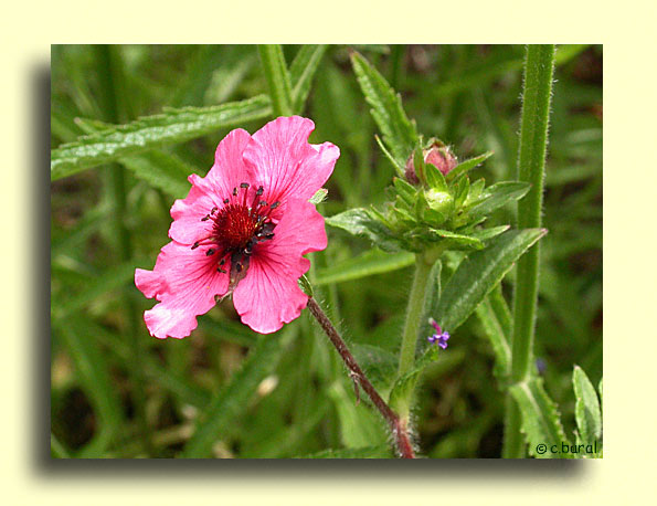 Potentilla nepalensis 'Ron McBeath'