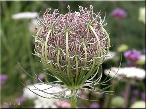 Carotte sauvage, Daucus carota