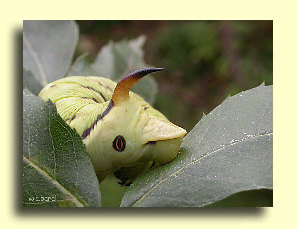 Chenille d'Agrius convolvuli, Sphinx du Liseron