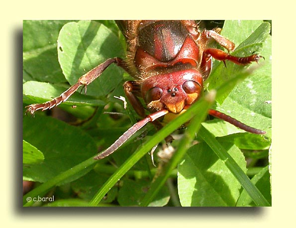 tête de Frelon, Vespa crabo