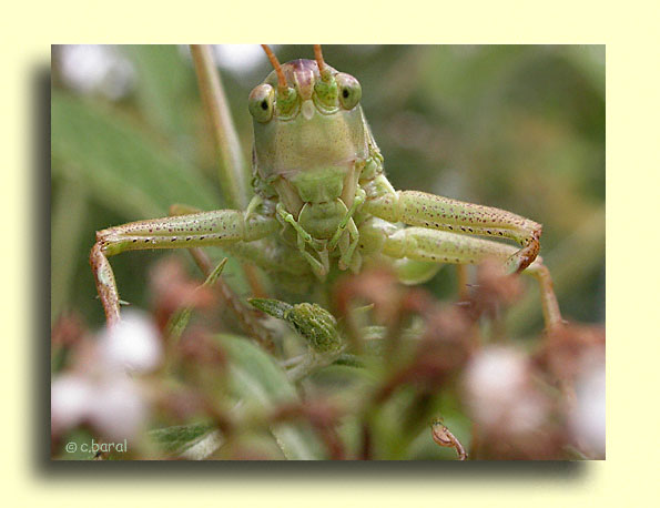 tête de phaneroptera