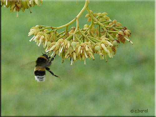 Bombus lucorum