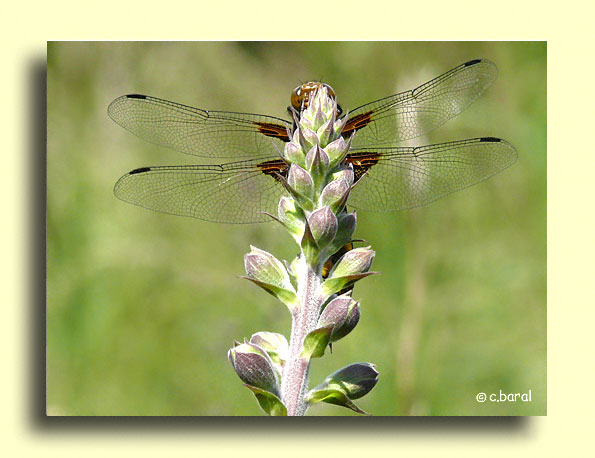 Libellule à quatre taches