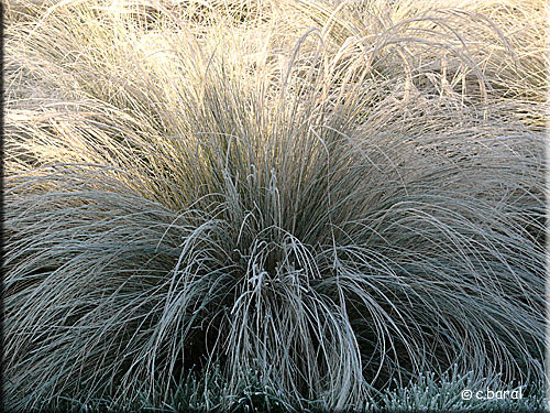 Stipa tenuifolia en hiver
