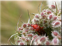 Eloge de la carotte sauvage