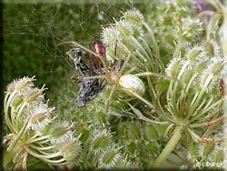 Araignée crabe