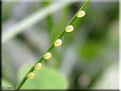 Sur un brin d'herbe