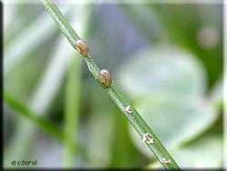 Larves de Symphytes Mouche à scie