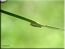 Traces de l'ovipositeur de la Mouche à scie