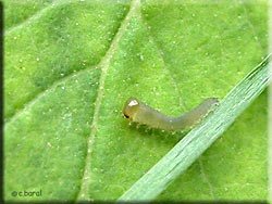 Larve fausse chenille Tenthrède