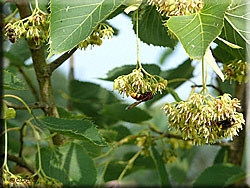 Tilia henryana