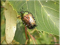 Cetonia aurata