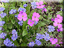 Myosotis