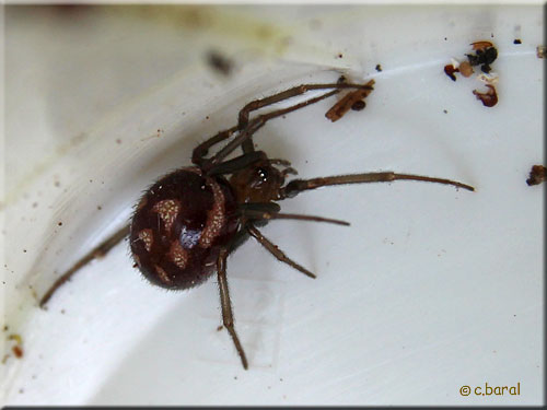Steatoda grossa, Fausse Veuve noire