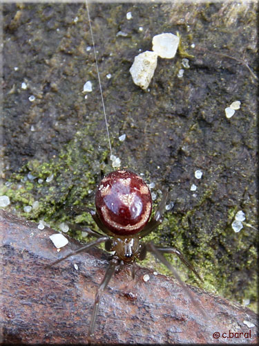 Steatoda grossa, Fausse Veuve noire