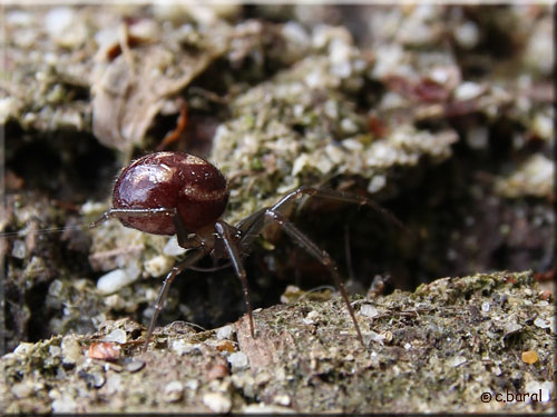 Steatoda grossa femelle