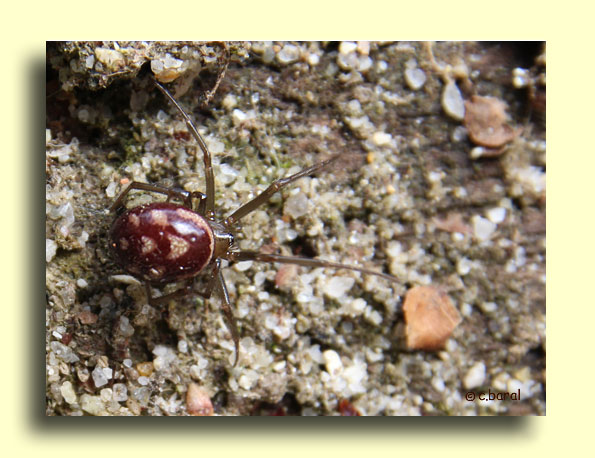 Steatoda grossa, Fausse Veuve noire