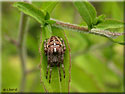 Epeire diademe, Araneus diadematus
