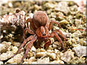 Trochosa