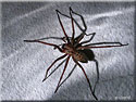 Tegenaria, Tégénaire