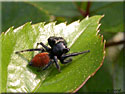 Carrhotus xanthogramma