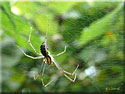 Linyphia triangularis