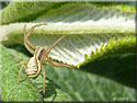 Xysticus ulmi, Xystique de l'Orme