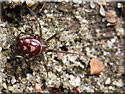 Steatoda grossa, Fausse Veuve noire