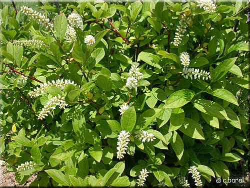 Itea virginica, Itéa de Virginie
